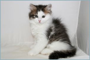 Female Siberian Kitten from Deedlebug Siberians